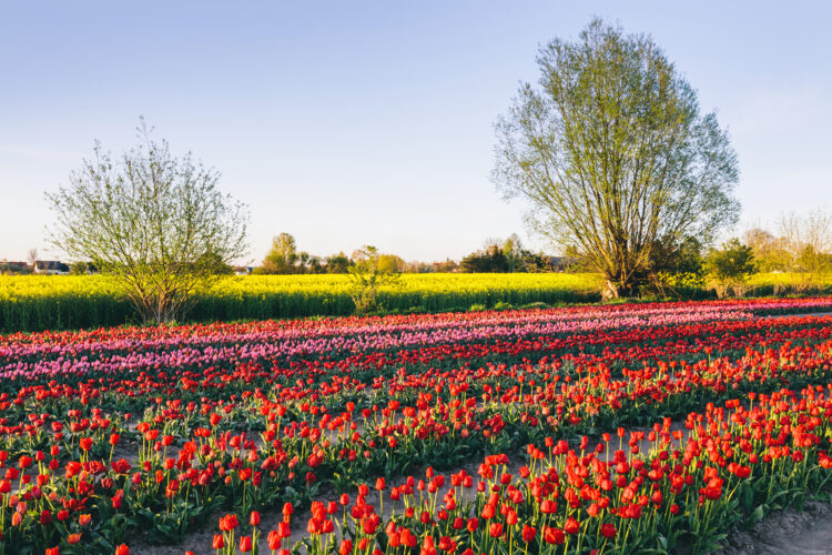 tulip-flowers-field-farm-in-spring-landscape