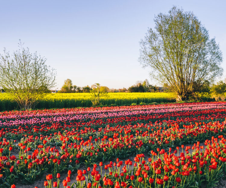 tulip-flowers-field-farm-in-spring-landscape