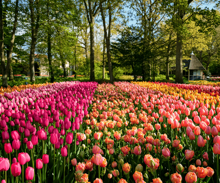 Keukenhof-flower-garden-1-1200x1000